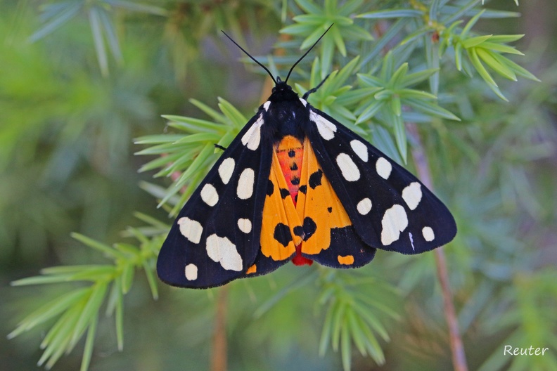 Schwarzer Bär - Cream-spot Tiger (Arctia villica)
Foto: Karl Reuter
Ort: Pakostane, Kroatien
Kamera: Canon EOS 70 D, EF 100mm 1:2,8 L IS USM Schwarzer B__r _Arctia villica_ 2016.jpg